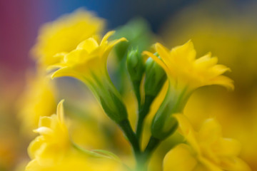 Yellow flowers