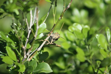 chapulín verde 