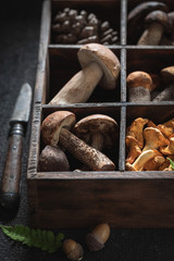 Closeup of wild mushrooms collected from the forest