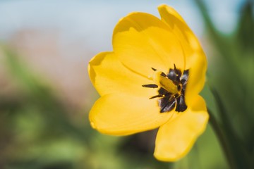 close up of  yellow tulip flower