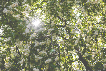 blossom tree on sunny day