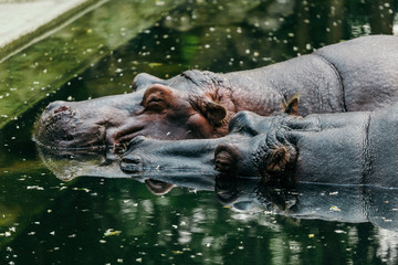 Fototapeta na wymiar Hippo