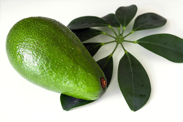 avocado, greens on a white background
