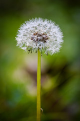 Close up of a beautiful dandelion on a bright green background