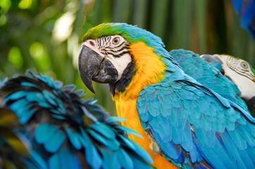 Beautiful turquoise and yellow Macaw parrot sitting on tree branch in wildlife sanctuary near...