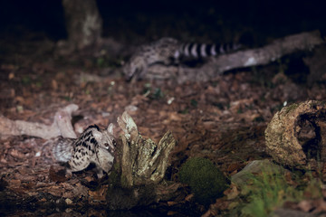 Wild genets looking for food on tree trunk at night