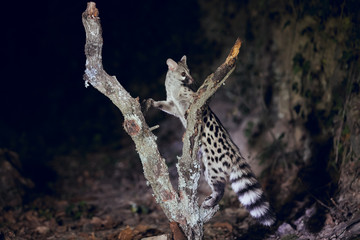wild genet looking for food and climbing tree trunk at night