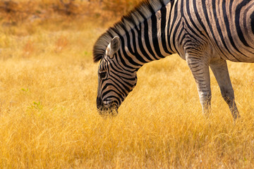 Fototapeta na wymiar Wild african animals. African Mountain Zebra standing in grassland. Etosha National Park