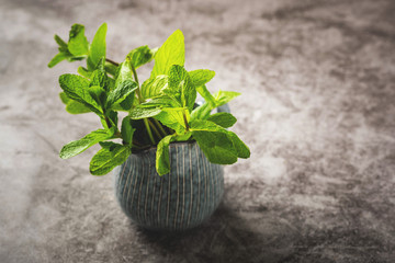 fresh mint leaves in a jug on the table, gray background, copy space