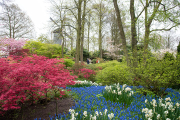 Colorful flowers and blossom in dutch spring garden Keukenhof, Lisse, Netherlands - 351911901