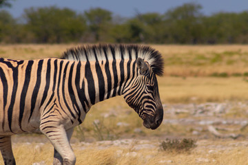 Plakat Wild african animals. African Mountain Zebra standing in grassland. Etosha National Park