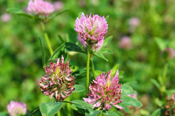 flowers Clover