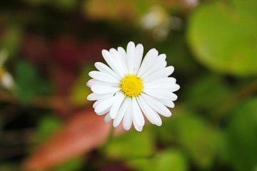 Chamomile Flower