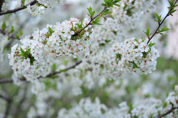 blooming cherry tree