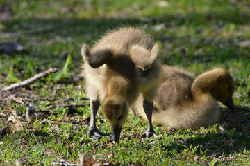 Baby Canada Goose gosling