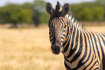 Wild african animals.  African Mountain Zebra standing  in grassland. Etosha National Park