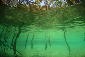 underwater mangroves caribbean sea Venezuela
