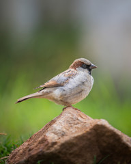 Beautiful Sparrow sitting on rock green background close up shot