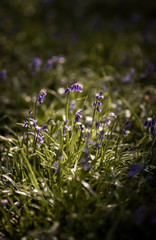Bluebell Flowers blooming in the spring sun in the woods. Colorful floral closeup with natural sunshine highlighting the plants. 