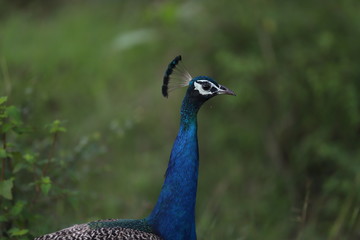 peacock close up shot side view on nature green background