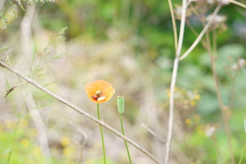 雨上がりの休日に通りかかった公園で咲いていた綺麗な花の写真