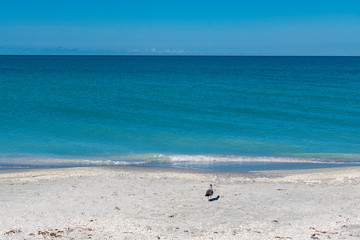 Fototapeta na wymiar Florida Beach 3