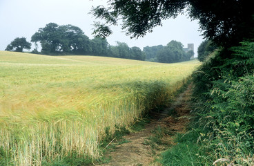 Field of ripening barley crop with public foot path. Trees in foreground. Hedgerow on horizon with square tower village church in background.