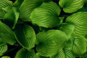 Green leaves pattern. Beautiful natural background