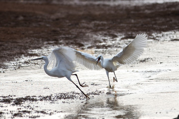 white egrets crane playing and running on water birds