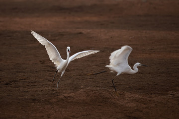 white egrets crane playing and running birds