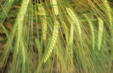 Ripening ears of barley crop with whiskers. Yellow and green textures. 