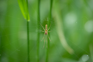 small extensor spider lurks in its web for prey