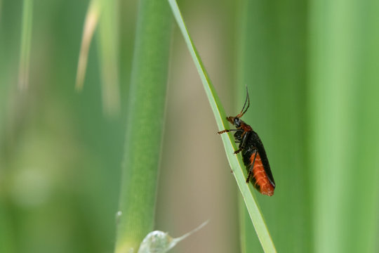 the soldier beetle (Cantharus Podabrus) has red bodies and sits on a green reed