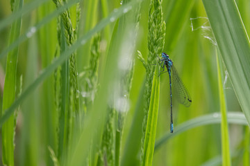 a close-up of a spear azure maiden sitting in the green reed