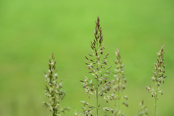 Background of a wild meadow with flowering grasses in sunshine