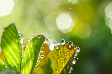 morning dew