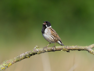 Obraz premium Reed bunting, Emberiza schoeniclus
