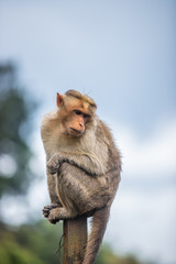monkey sitting on pole looking down
