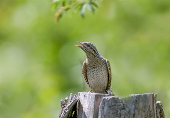 A single northern wryneck (Jynx torquilla) shot close up sitting on a branch against a beautifully blurred green background