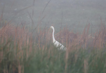 Great White Heron in the fog is photographed in the morning fog on the shore of an abandoned lake. Atmospheric photo with character