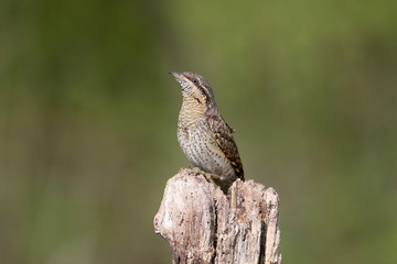 A single northern wryneck (Jynx torquilla) shot close up sitting on a branch against a beautifully blurred green background