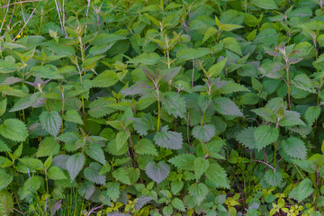 Thickets of May nettle on the outskirts of the forest, a source of vitamins.