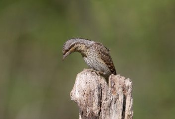 A single northern wryneck (Jynx torquilla) shot close up sitting on a branch against a beautifully blurred green background