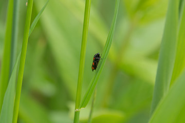 blood cicada (Cercopis vulnerata) crawls onto a green reed