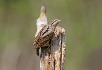 Family pairs of northern wryneck (Jynx torquilla) shot very close-up on a blurry background in interesting and amazing courtship poses