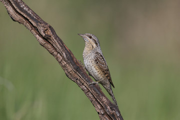 A single northern wryneck (Jynx torquilla) shot close up sitting on a branch against a beautifully blurred green background