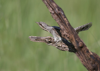 Family pairs of northern wryneck (Jynx torquilla) shot very close-up on a blurry background in interesting and amazing courtship poses