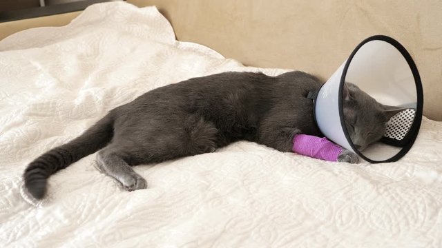 gray cat with a bandaged paw and a veterinary collar is lying on the sofa and waving its tail.