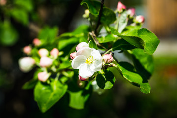 Blooming apple tree in the garden. Selective focus.
