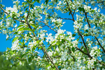 Blooming apple tree in the garden. Selective focus.